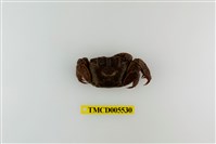 藏品(雙齒近相手蟹)的圖片